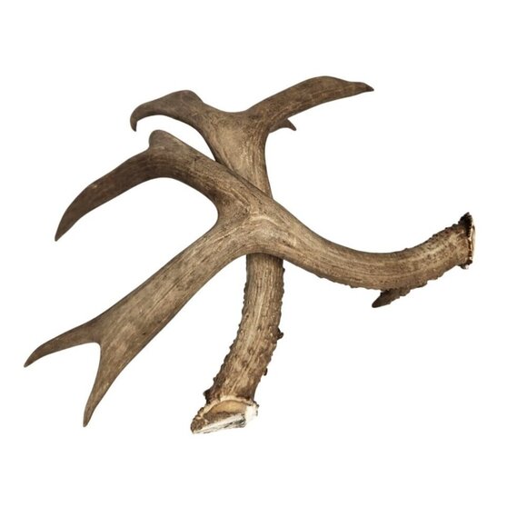 Matching Deer Antlers Set Real Antlers Rustic Decor Craft Pair for Cabin Farmhou - Picture 1 of 11